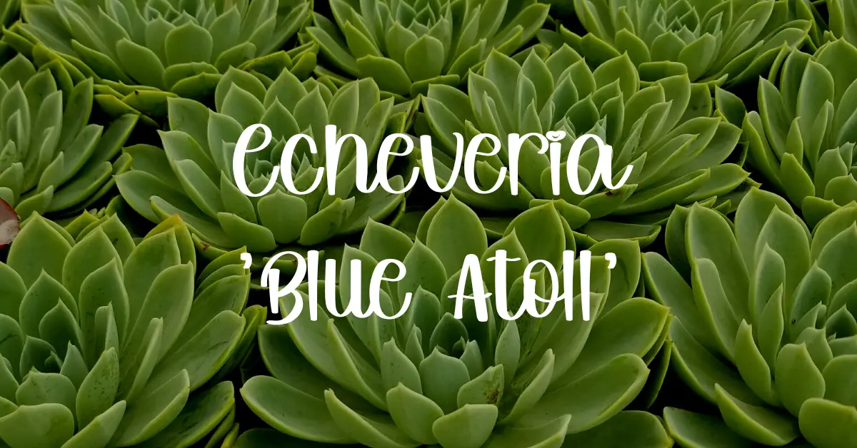 Echeveria 'blue atoll'
