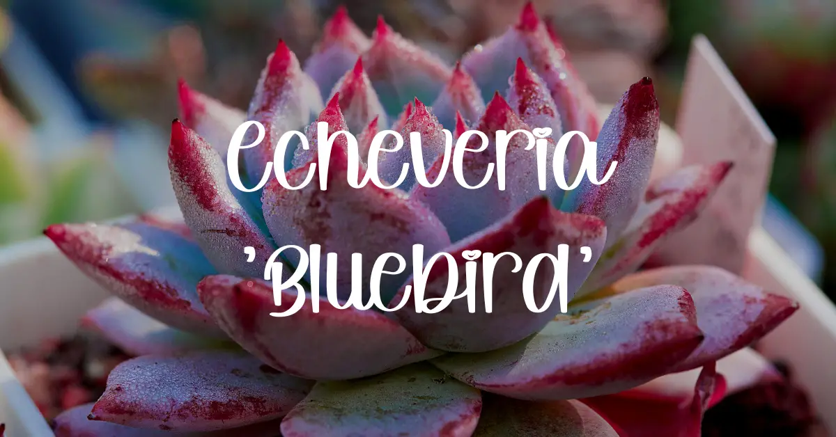 Echeveria 'Bluebird'
