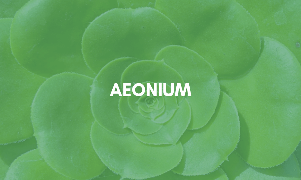 Aeonium succulent plant identification cards and care guides