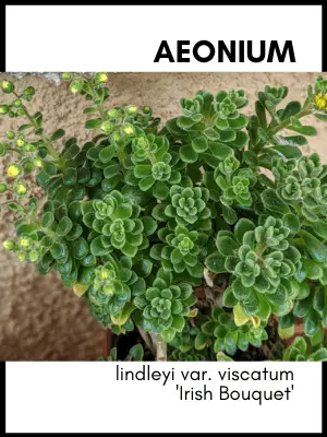 aeonium lindleyi var. viscatum 'irish bouquet' succulent plant identification card and care guide