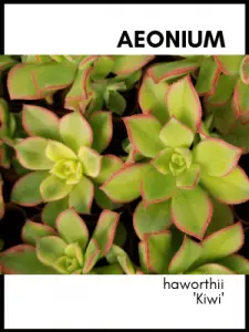 aeonium haworthii kiwi identification card and care information