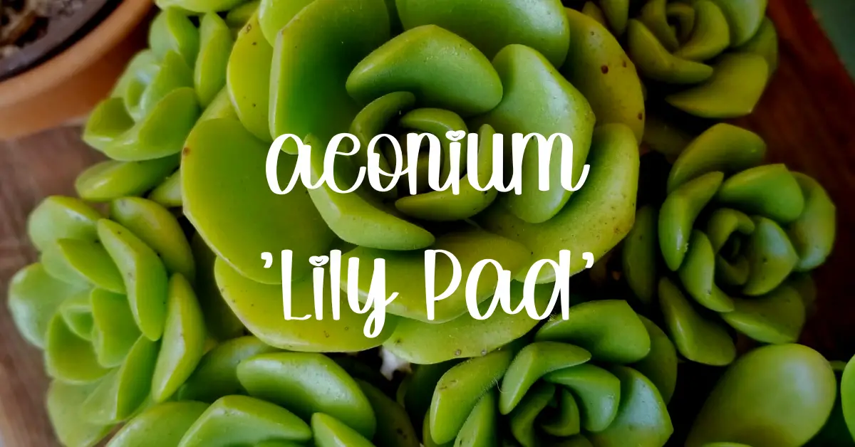 Aeonium lily pad care guide