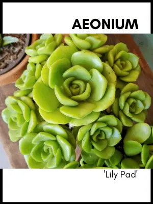 aeonium lily pad hybrid succulent plant care and identification card