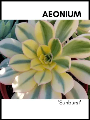 Aeonium sunburst variegated succulent plant care guide and identification card