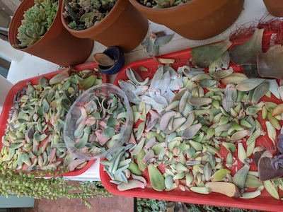 succulent propagation leaves on a clean dry tray to start