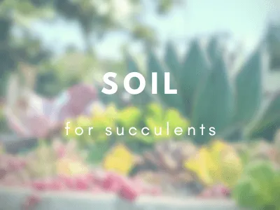 Best succulent soil mixes