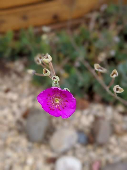 Calandrina spectabilis flower