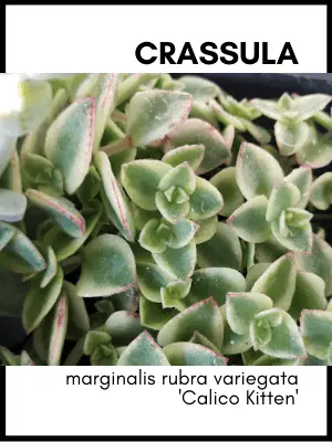 crassula calico kitten succulent plant care and identification card