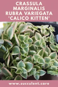 Crassula calico kitten succulent plant care identification card