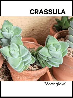 crassula moonglow succulent plant care identification card