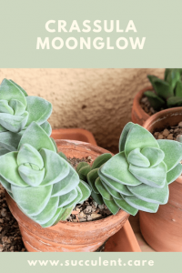 Crassula moonglow succulent plant care identification card