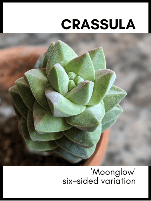 six sided crassula moonglow succulent plant care and identification card