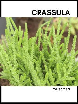 crassula muscosa watch chain crassula succulent plant care guide and identification card