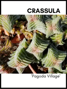 Crassula pagoda village succulent plant care and identification card