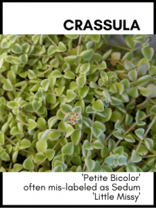 crassula petite bicolor aka sedum little missy succulent plant identification and care guide