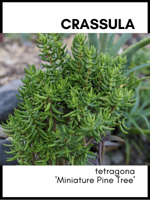 Crassula tetragona 'miniature pine tree' succulent plant identification card and care guide