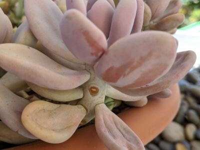 Time to water pink moonstones