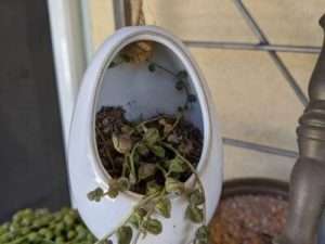 Dehydrated string of pearls in a hanging pot