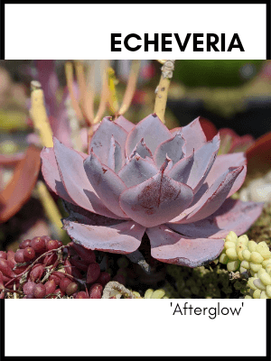 echeveria afterglow succulent plant identification card and care guide