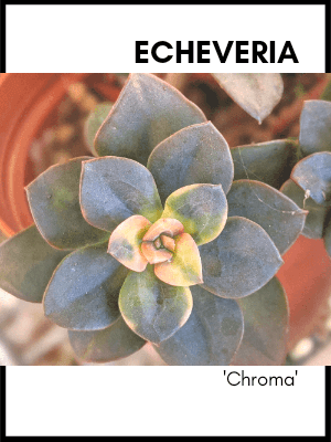 Echeveria chroma succulent plant care guide and identification card