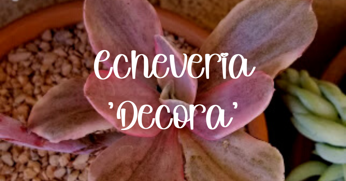 Echeveria 'decora' care guide