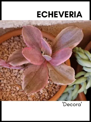 Echeveria decora succulent plant identification card and care guide
