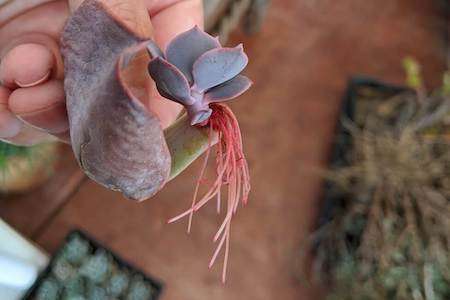 echeveria dusty rose leaf with big roots succulent propagation