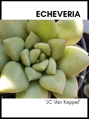 Echeveria jc van keppel succulent plant care guide and identification card