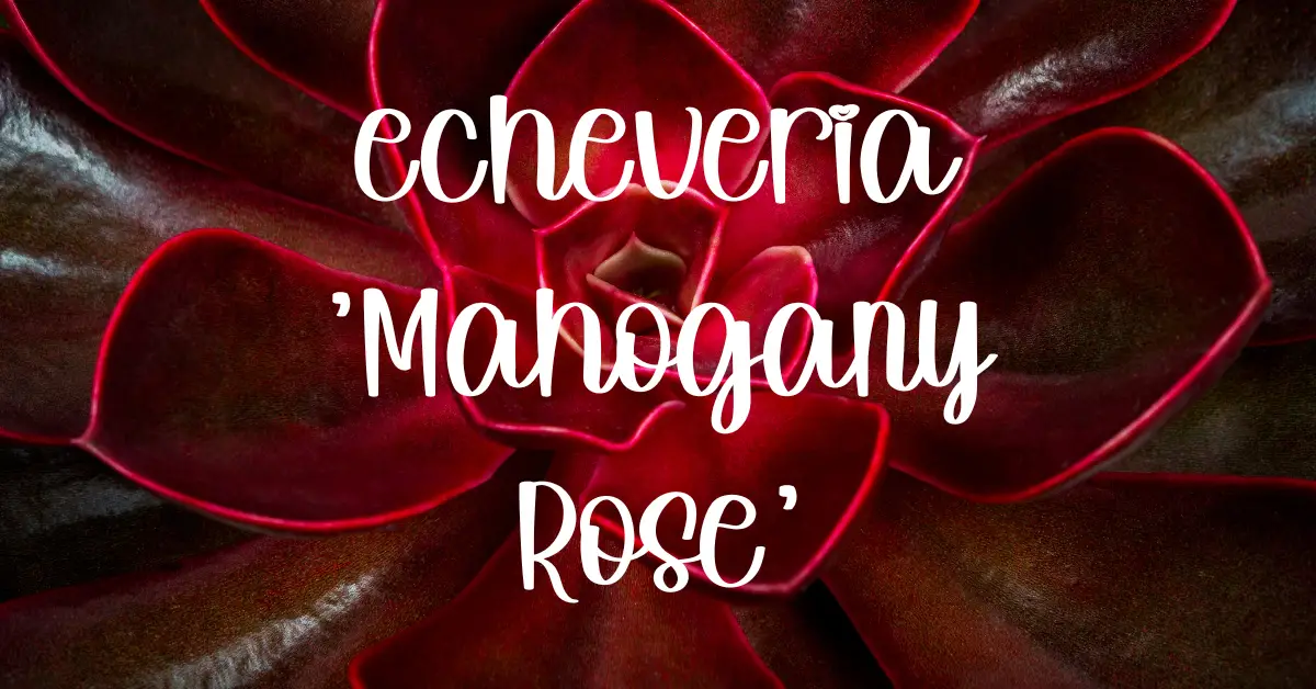 Echeveria 'mahogany rose'