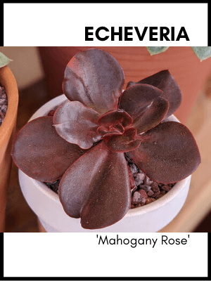 Echeveria mahogany rose succulent plant care guide and identification card