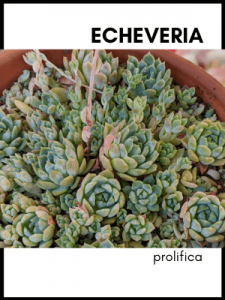 Echeveria prolifica succulent plant identification card and care guide
