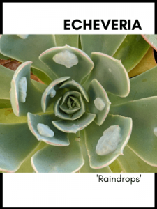 Echeveria 'raindrops' succulent plant care guide and identification card