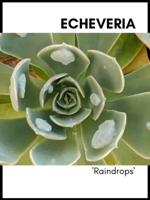 echeveria raindrops succulent plant care guide and identification card