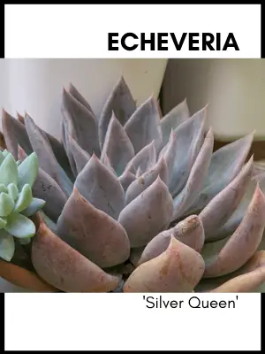 echeveria silver queen succulent plant care guide and identification card