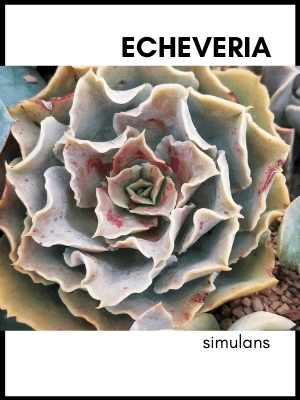 Echeveria simulans succulent plant identification card and care guide
