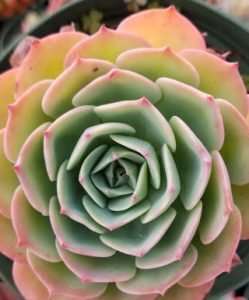 echeveria imbricata with stressed winter colors on the edges and tips