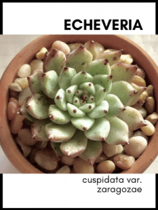 Echeveria zaragozae succulent plant care guide and identification card