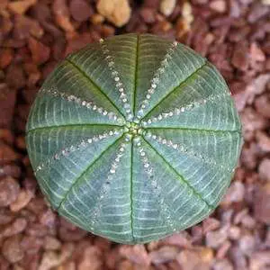 perfectly round euphorbia obesa succulent plant