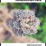 kalanchoe delagoensis mother of thousands succulent plant care guide and identification card