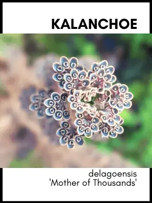 Kalanchoe delagoensis mother of thousands succulent plant care guide and identification card