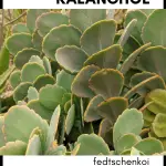 kalanchoe fedtschenkoi lavender scallops succulent plant identification card and care guides