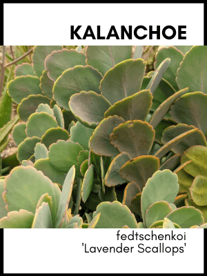 Kalanchoe fedtschenkoi lavender scallops succulent plant identification card and care guides