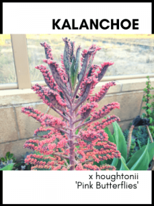 Kalanchoe pink butterflies care and identification guide