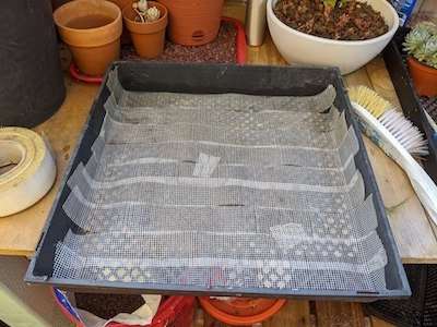 black nursery flat lined with mesh for succulent propagation