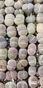 do not water lithops in the winter