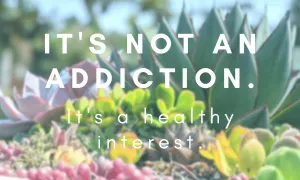 Collecting succulents is not an addiction. It's a healthy interest