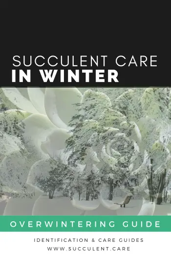 how to care for succulents in the winter