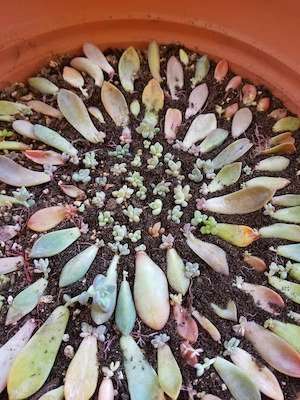 succulent propagation station with soil and leaves arranged in a circle