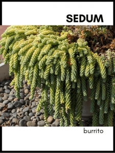 Sedum burrito succulent plant care and identification card