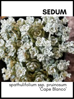 Sedum spathulifolium succulent plant identification card